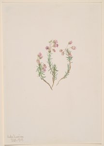 Bruyère Phyllodoce intermedia, 1907