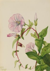 Liseron des haies Calystegia Convolvulus sepium, 1932 - Mary Vaux Walcott