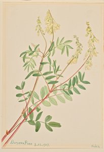 Hedysarum (Hedysarum sulphurescens) - Mary Vaux Walcott