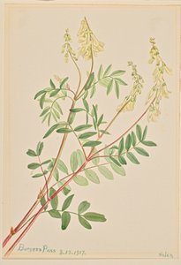 Hedysarum Hedysarum sulphurescens, 1917 - Mary Vaux Walcott