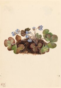 Hépatique (Hepatica americana) - Mary Vaux Walcott