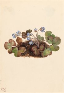 Hépatique Hepatica americana, 1917 - Mary Vaux Walcott