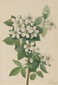 Ronce Rubus argutus, 1919
