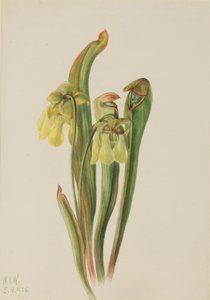Sarracénie à capuchon (Sarracenia minor)