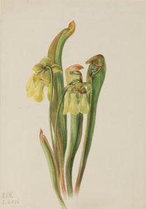 Sarracénie mineure, 1925