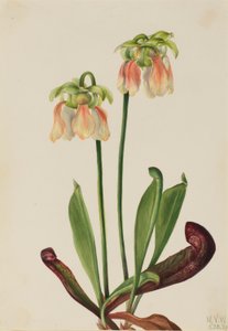 Sarracénie hybride (Sarracenia minor x psittacina)
