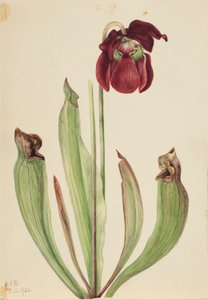 Sarracénie hybride (Sarracenia rubra xs purpurea venosa)