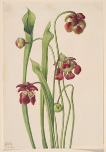 Plante hybride carnivore, 1930