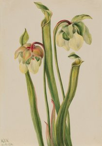 Plante hybride Sarracenia minor, 1930