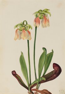 Plante hybride Sarracenia minor x psittacina, 1930