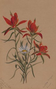 Castilleja rhexifolia, 1883