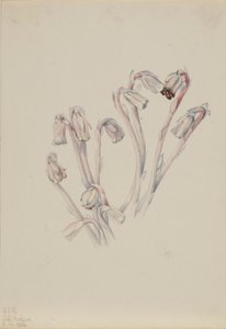 Pipe indienne (Monotropa uniflora)