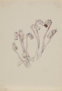 Pipe Indienne Monotropa uniflora, 1926