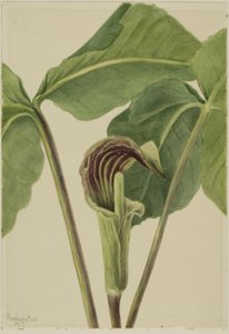 Arisème triphylle (Arisaema triphyllum)