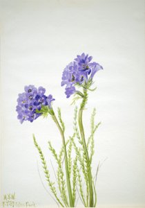 Échelle de Jacob - Mary Vaux Walcott