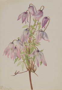 Clématite Jicarilla, 1933