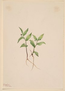 Kruhsea (Kruhsea streptopoides) - Mary Vaux Walcott