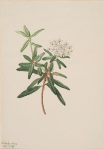 Thé du Labrador (Ledum groenlandicum) - Mary Vaux Walcott