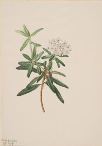 Thé du Labrador Ledum groenlandicum, 1905 - Mary Vaux Walcott