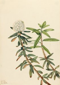 Thé du Labrador Ledum groenlandicum, 1922 - Mary Vaux Walcott