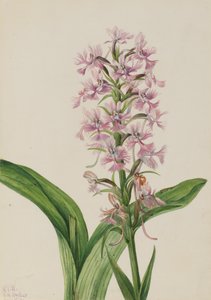 Grande orchidée frangée pourpre, 1926