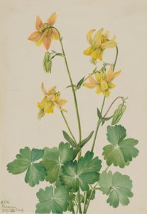 Ancolie citronnée (Aquilegia flavescens) - Mary Vaux Walcott