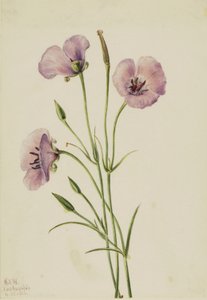 Mariposa lilas (Calochortus splendens) - Mary Vaux Walcott