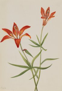 Lys (Lilium montanum)