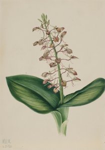 Liparis liliifolia