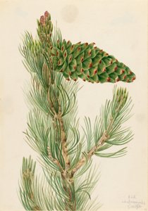 Pin flexible (Pinus flexilis)