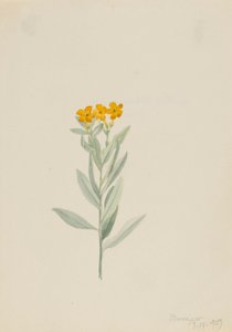 Lithospermum canescens - Mary Vaux Walcott