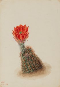 Cactus Fraisier de Lloyd Echinocereus lloydii