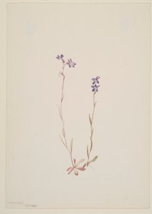 Lobélie Kalmii - Mary Vaux Walcott