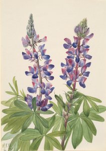 Lupin Lupinus fornosus, 1935