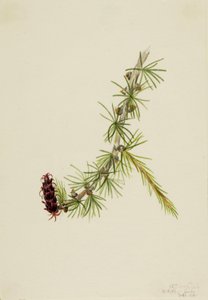 Mélèze de Lyall (Larix lyallii) - Mary Vaux Walcott
