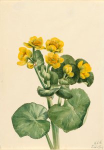Populage des marais Caltha palustris