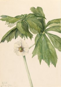 Podphylle (Podphyllum paltatum)