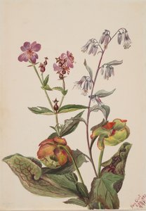Beauté des prés Rhexia virginica, Racine de serpent Nabalus albus, Plante à pichet..., 1880 - Mary Vaux Walcott