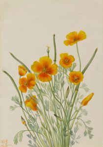 Pavot mexicain Eschscholtzia mexicana, 1927