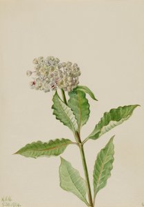 Asclépiade (Ascelpias)