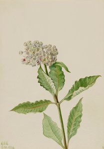 Asclépiade, 1924