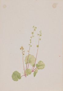 Mitella nue - Mary Vaux Walcott