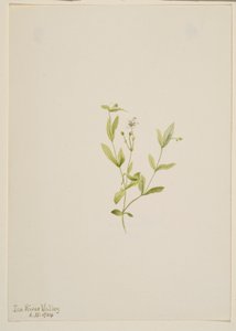 Moehringia laberiflora - Mary Vaux Walcott