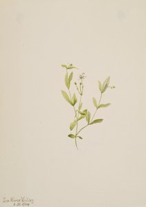 Moehringia laberiflora, 1904