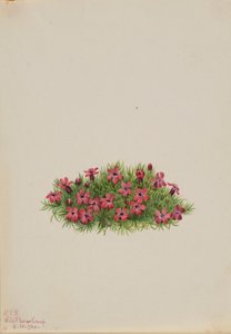 Campion mousse (Silene acaulis) - Mary Vaux Walcott