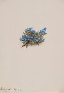 Myosotis (Eritichum elongatum) - Mary Vaux Walcott