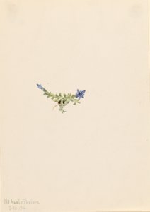 Gentiane moussue (Gentiana prostrata)