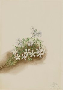 Phlox subulata rose mousse
