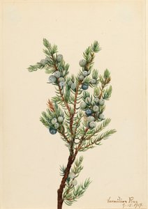 Genévrier de montagne Juniperus sibirica, 1917 - Mary Vaux Walcott