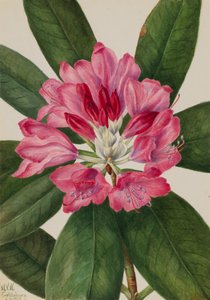 Rhododendron de montagne Rhododendron catawbiense, 1932
